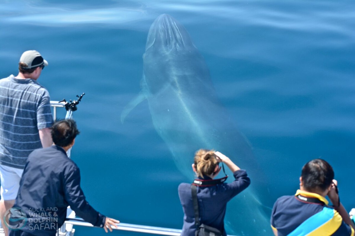 奥克兰观鲸鱼